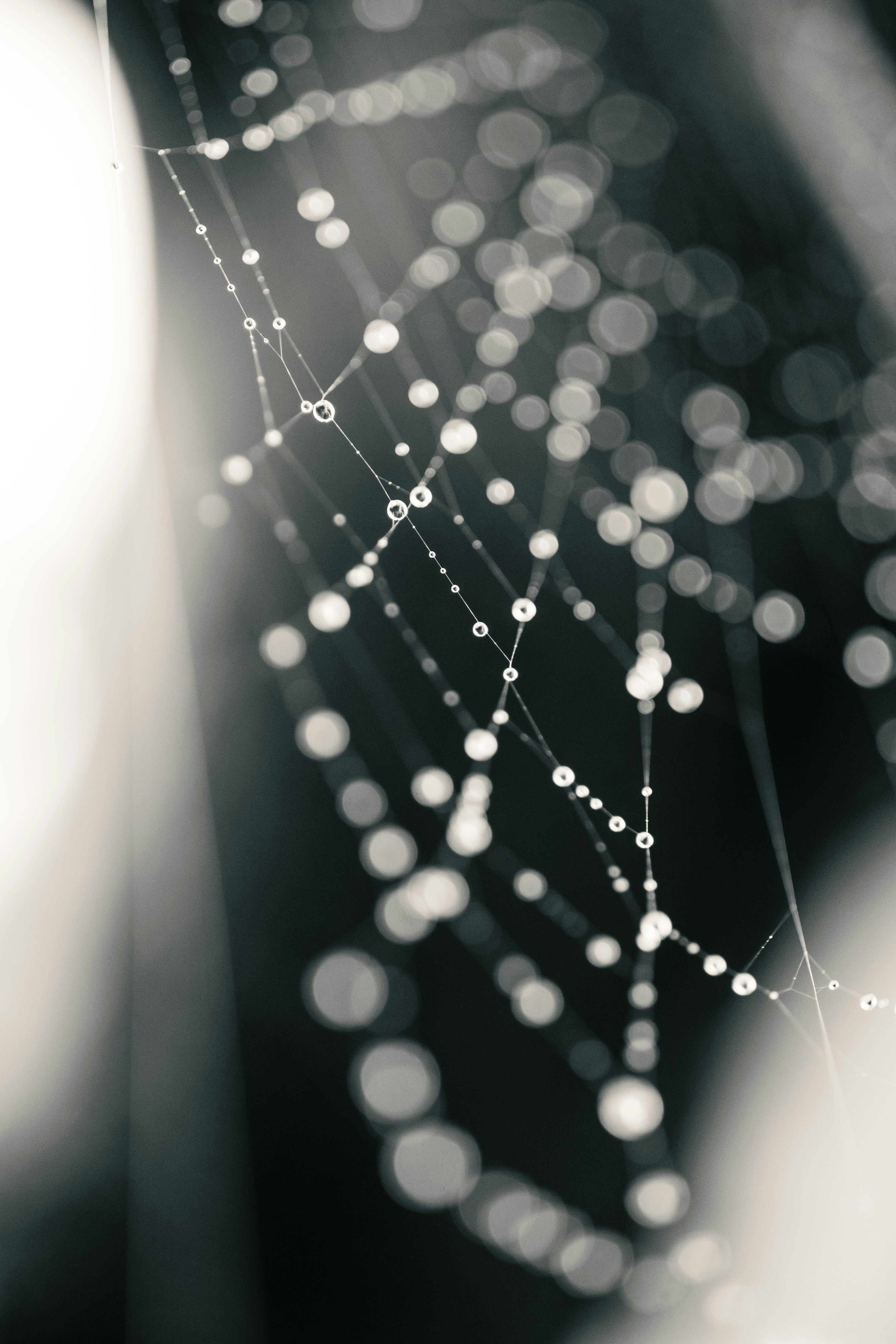 A cobweb covered in dew drops hinting at the concept of Indra's net