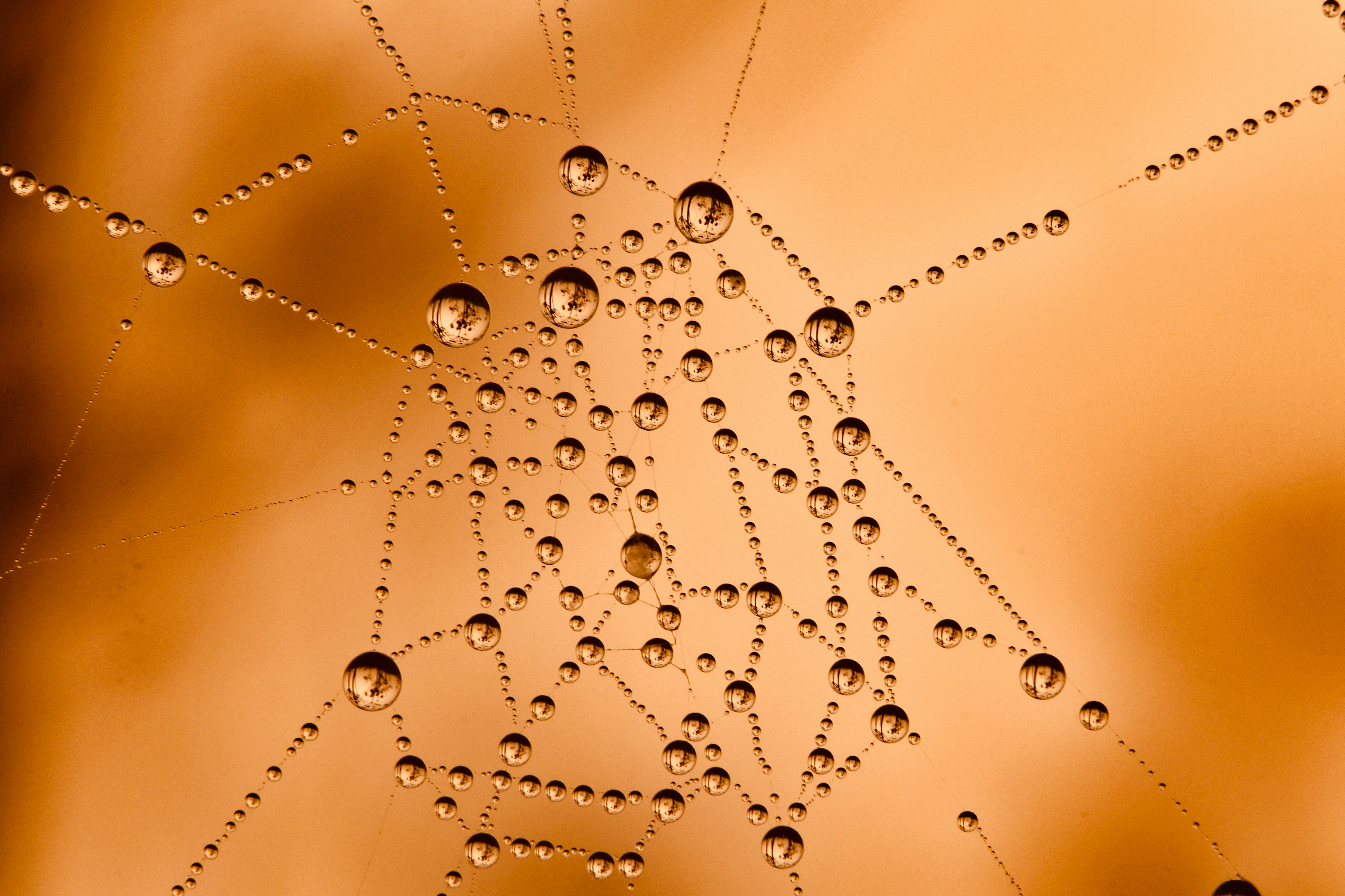 A picture of a cob web up close with water drops glistening