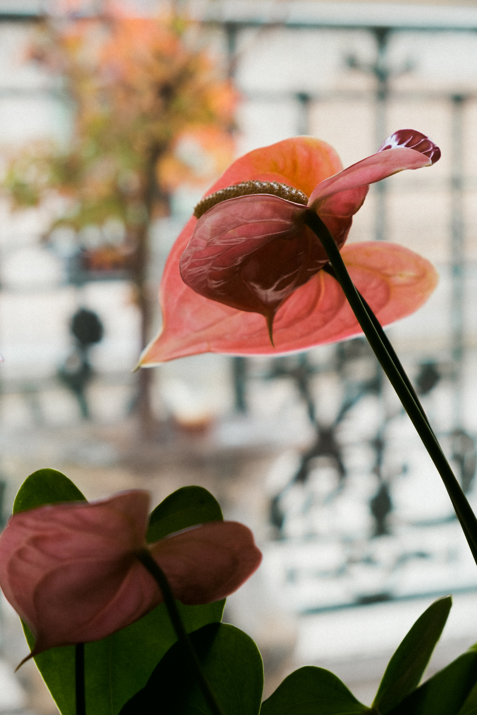 a close of up one of Anne's plants