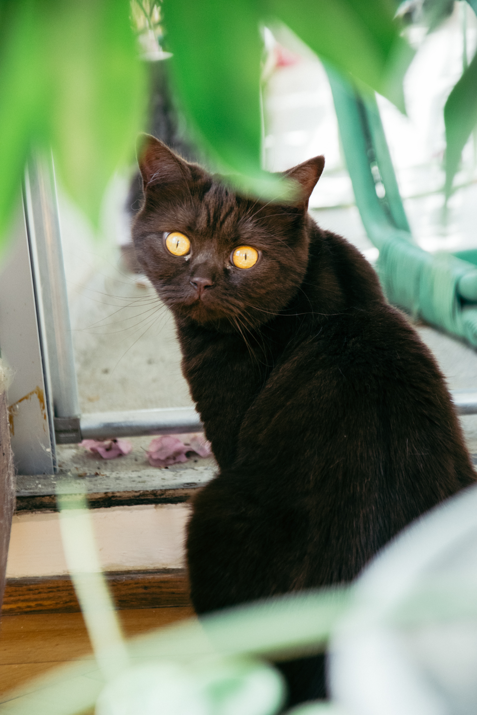 Lalah, the British Shorthair, queen of Le Trente