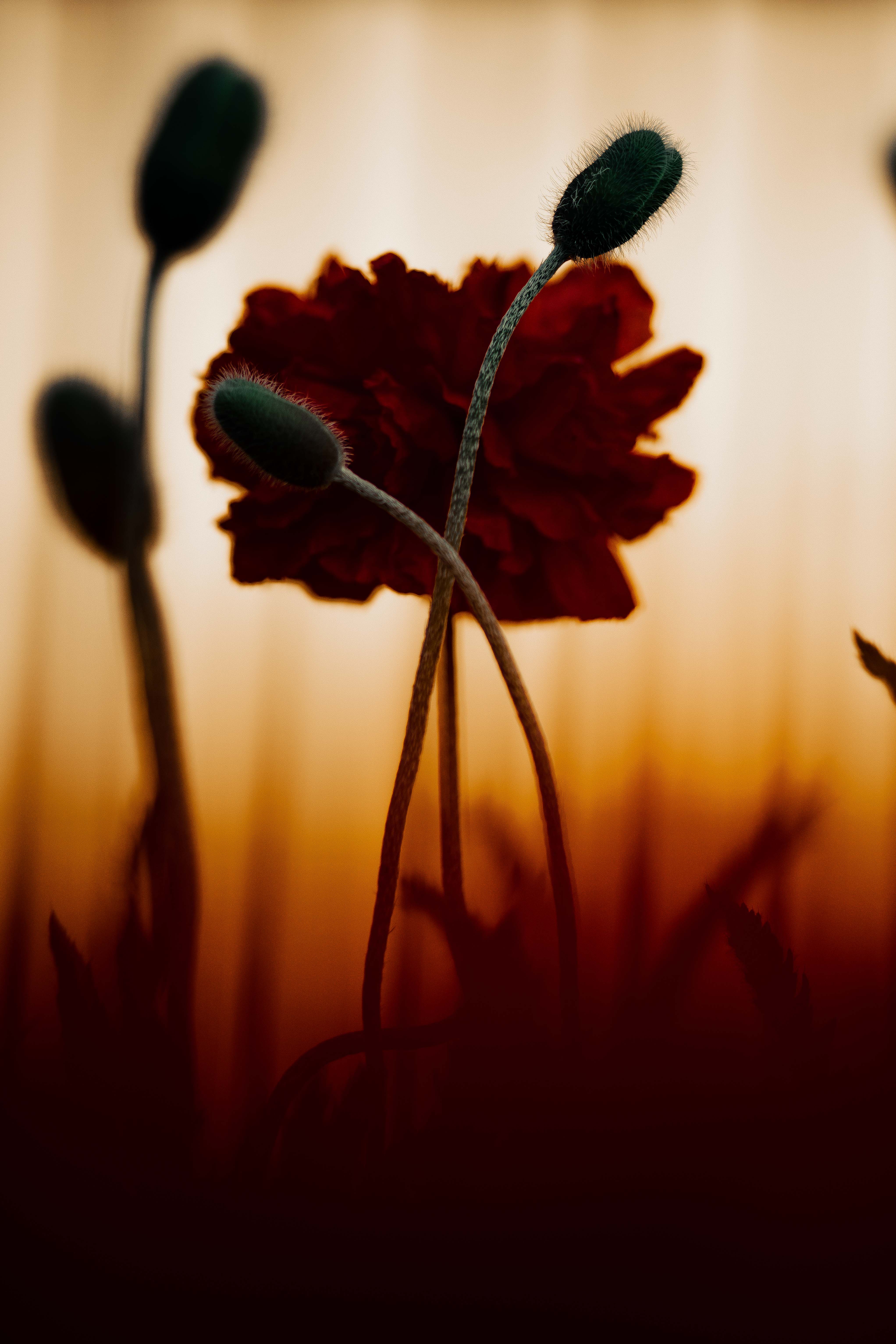 Flowers up close by Julia Astok