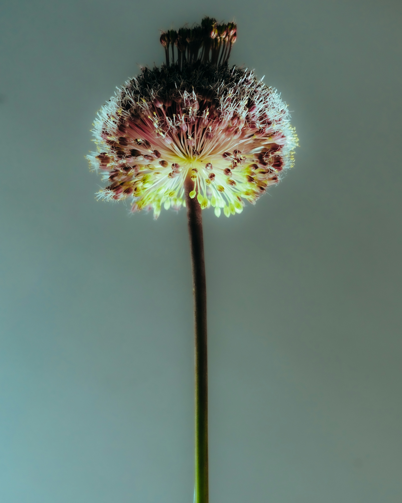 A strangely lit dandelion flower 