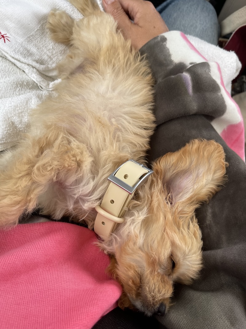 Cavapoo puppy Nandi sleeping on Anne's lap 